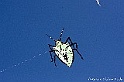 Cerf volant insecte 1395_wm